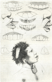 Рисунок Маклая, иллюстрирующий его эссе о большезубых меланезийцах.