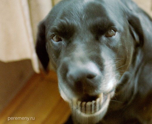 Мой милый песик Осман. Лао цюань. Тяжелый взгляд стал у собаки с годами, а зубы еще крепки. Фото Олега Давыдова