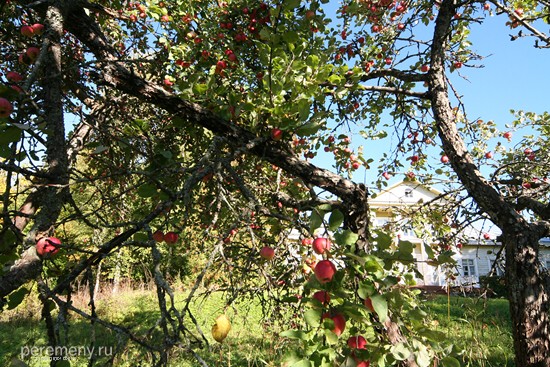 Запущенный яблоневый сад в усадьбе Чириковых в Наумове. Сад остался от сельхозтехникума, который раньше располагался в этой усадьбе