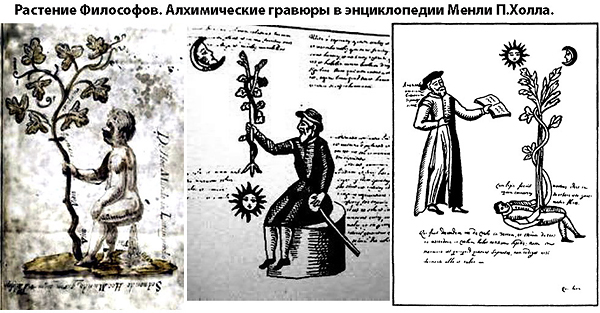 Растения философов