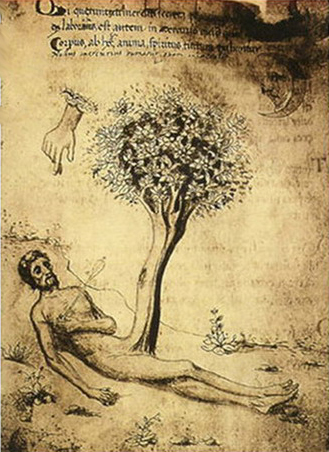 Адам как prima materia, пронзенный стрелой Меркурия. Философское древо прорастает из него. – Miscellanea d alchimia (манускрипт, 14 век) Картинка иллюстрирует «Психологию и алхимию» 