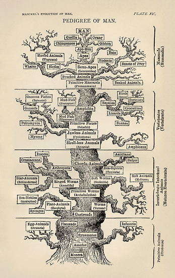 Эволюционное древо Эрнста Геккеля (оно же и филогенетическое, он же и Древо жизни)
