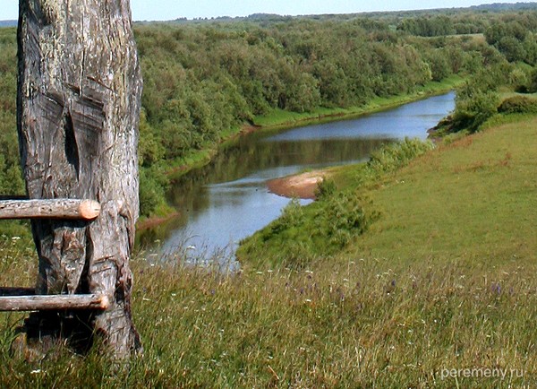 Эту лиственницу рубили, жгли, а она все стоит над рекой Моржевкой
