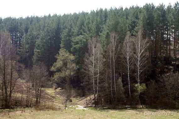 Урочище Жаровка, лес на высоком берегу Малой Вырки неподалеку от Родников Двенадцати Апостолов
