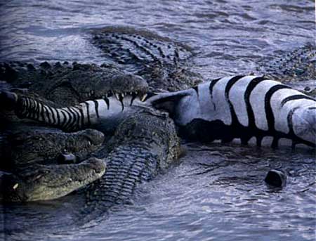 Крокодилам бог послал зебру