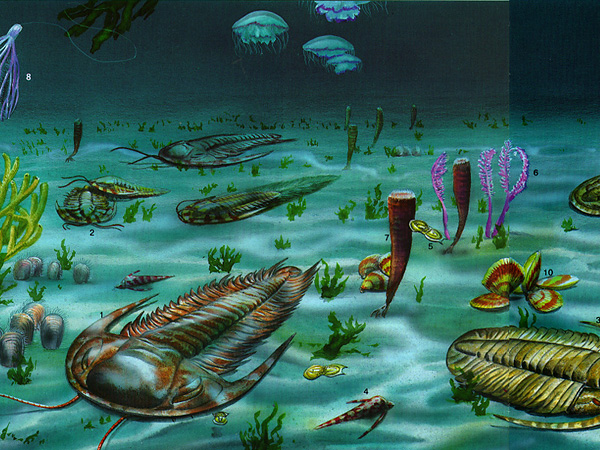 Trilobita, слева спереди, класс вымерших морских членистоногих. Т. появились в начале кембрия, вымерли в середине перми. Тело эллиптической формы, у большинства длина 3—10 см (редко 5 мм или 45—70 см), состояло из головного, туловищного и хвостового отделов; двумя продольными бороздами подразделялось на осевую и боковые части. Трилобиты имели конечности, практически одинаковые и по форме, и своим функциям: движения, захвата пищи и дыхания. 