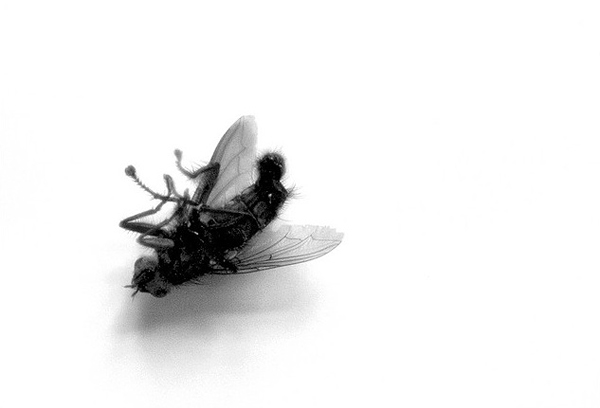 A dead fly