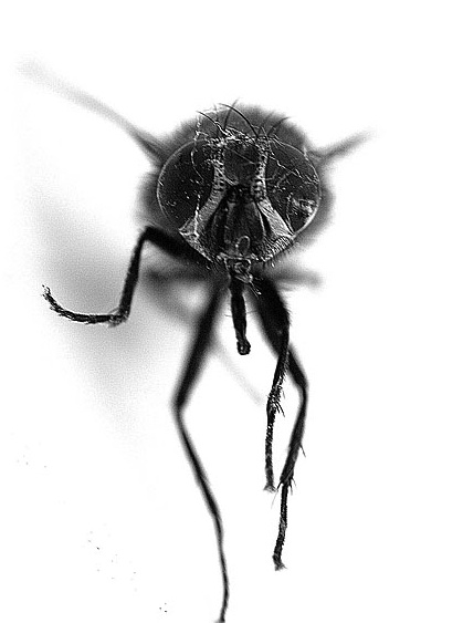 A fly