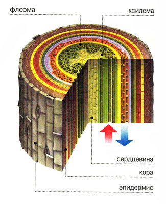 Ксилема