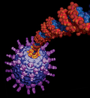 Вирус (не медия) выбрасывает ДНК из своего капсида