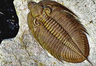 trilobite3.jpg